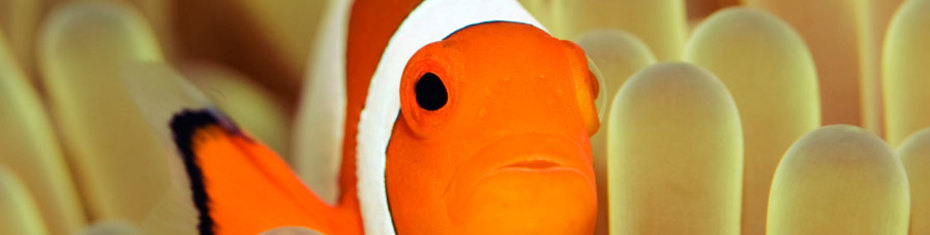 Животные-(68)