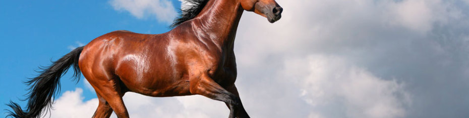 Животные-(70)