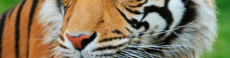 Животные-(71)