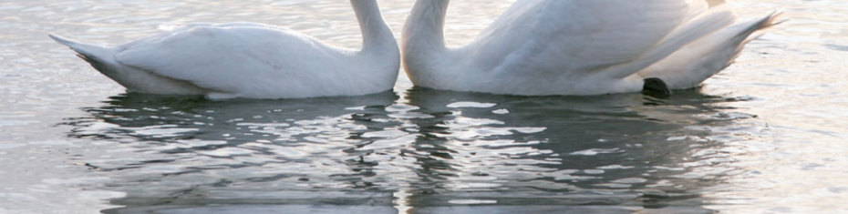 Животные-(72)