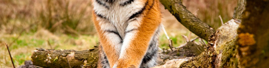 Животные-(73)