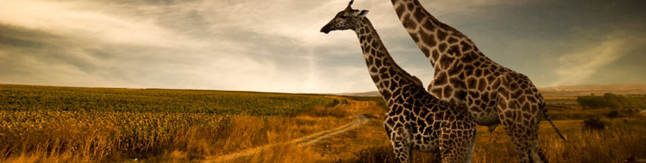 Животные-(75)