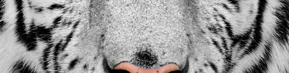 Животные-(76)