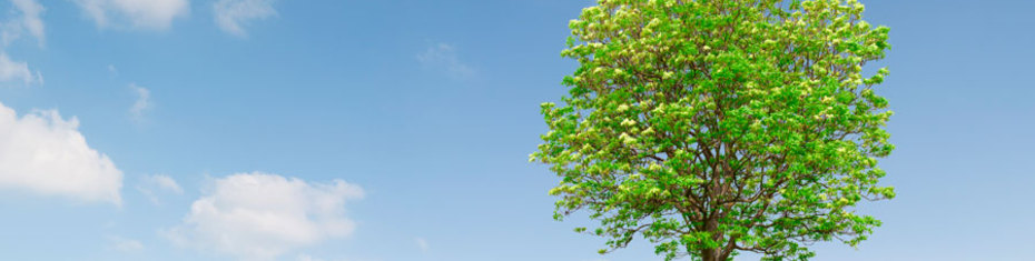 Животные-(77)