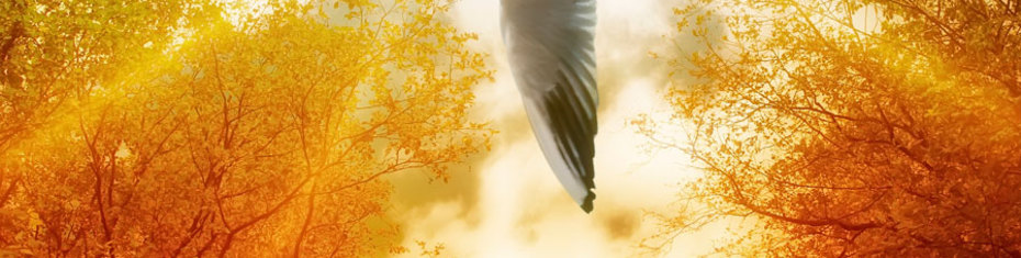 Животные-(79)