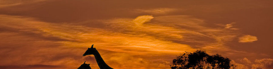 Животные-(81)