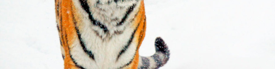 Животные-(83)