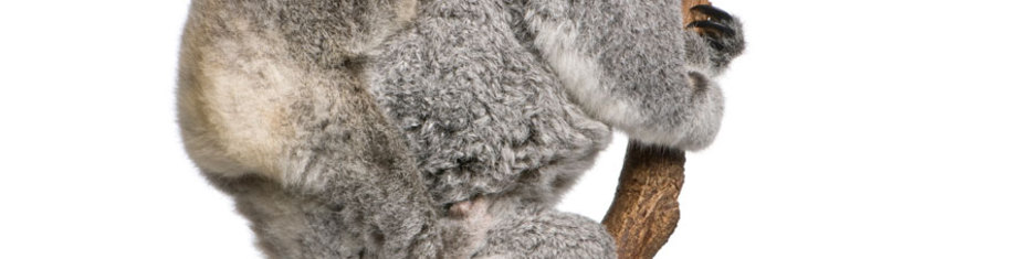 Животные-(84)