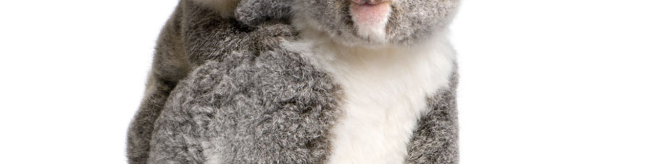 Животные-(85)