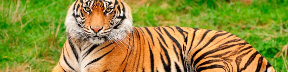 Животные-(86)