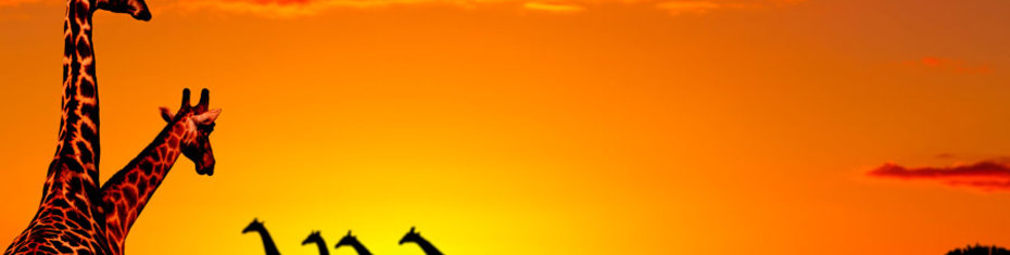 Животные-(88)