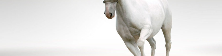 Животные-(93)