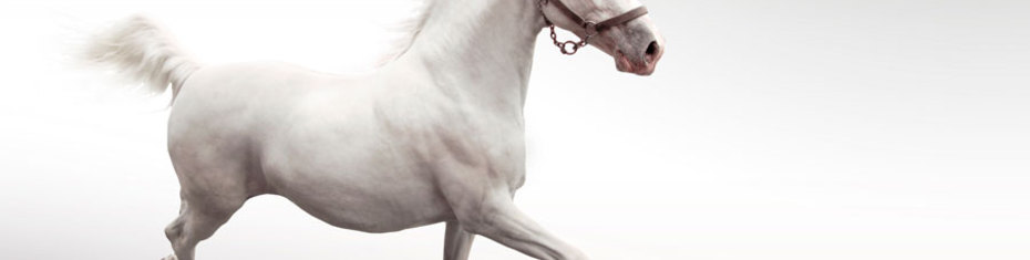 Животные-(95)