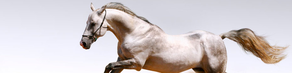 Животные-(97)