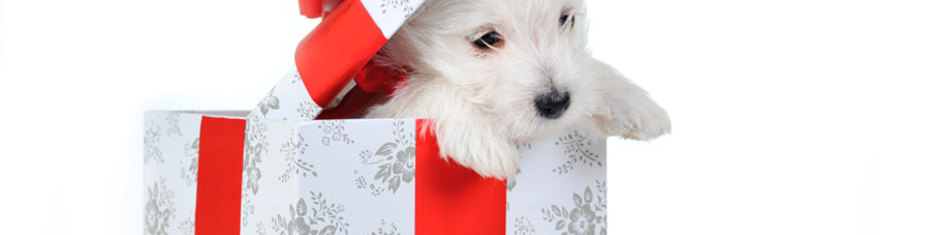 Животные-(98)