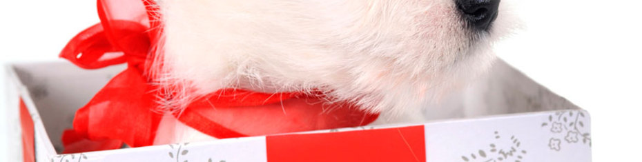 Животные-(99)