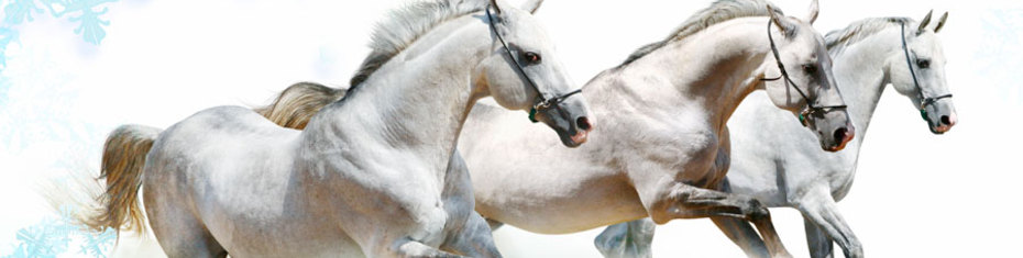 Животные-(100)