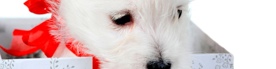 Животные-(101)