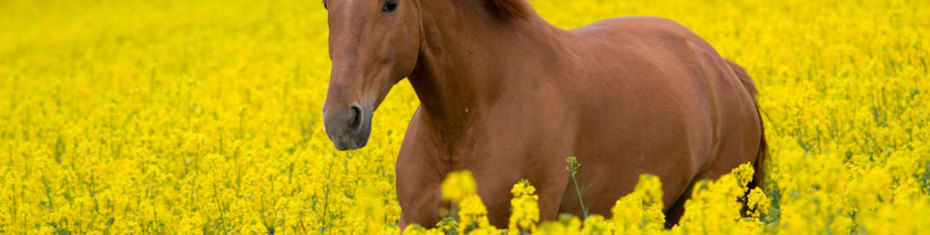 Животные-(103)