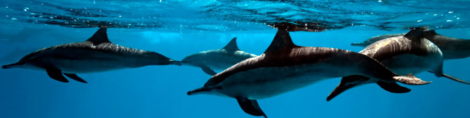 Животные-(104)