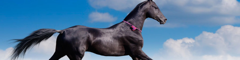 Животные-(105)