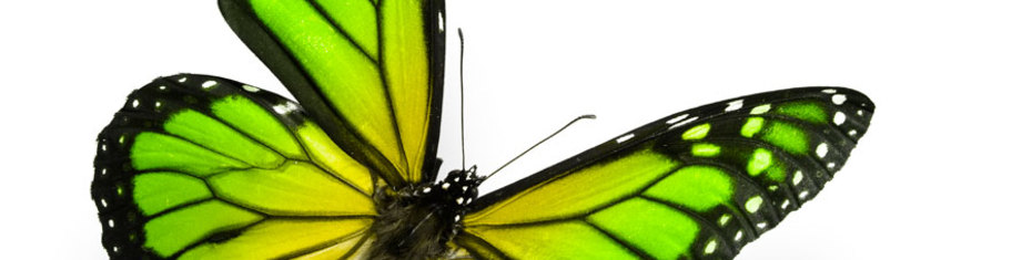 Животные-(106)