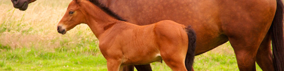 Животные-(107)