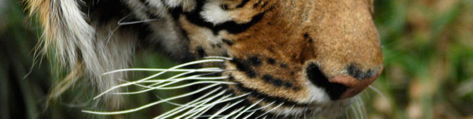 Животные-(108)