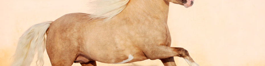 Животные-(110)