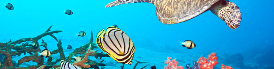 Животные-(111)