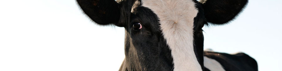 Животные-(112)