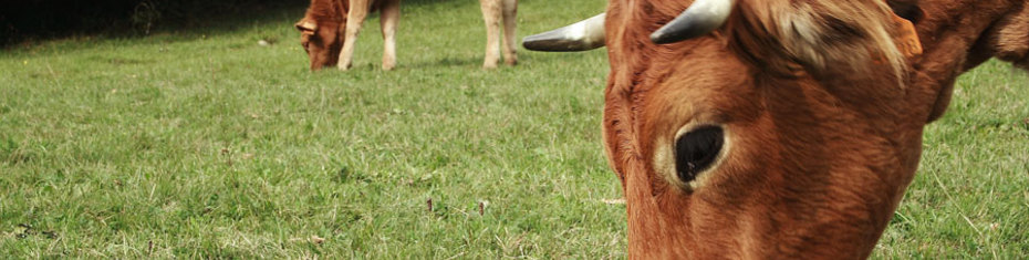 Животные-(113)