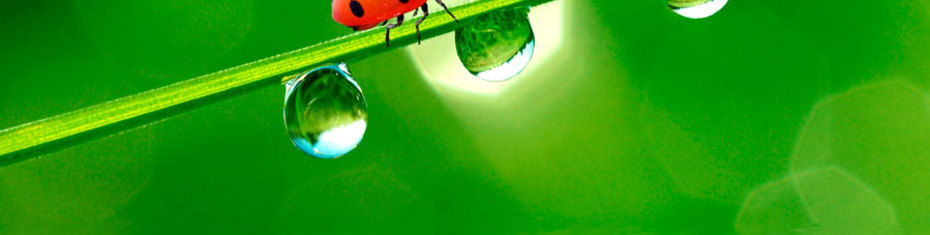 Животные-(114)