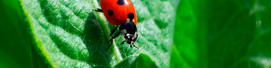 Животные-(115)