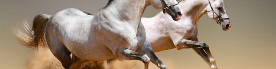 Животные-(116)