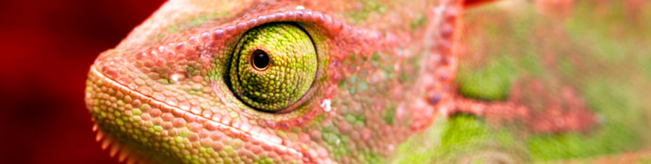 Животные-(117)