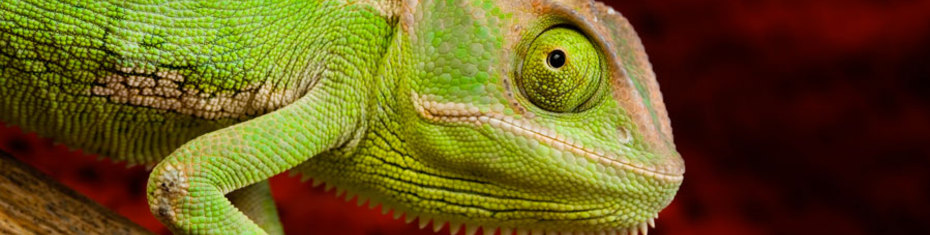 Животные-(118)