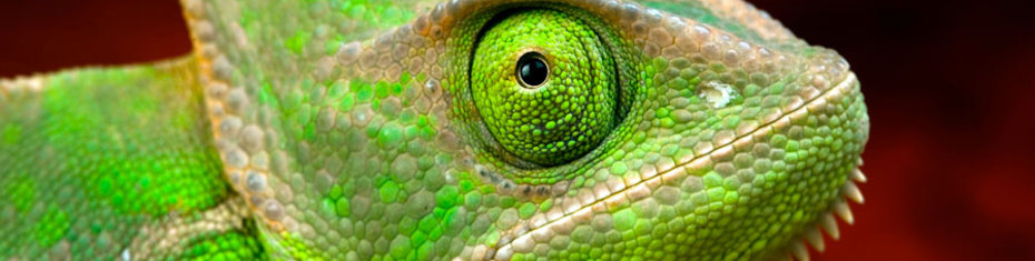 Животные-(119)