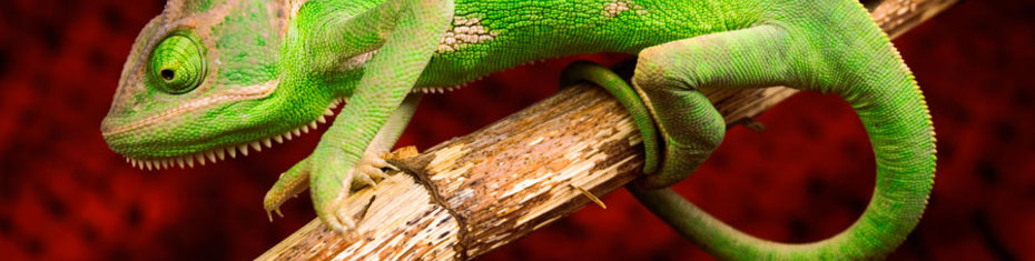 Животные-(120)