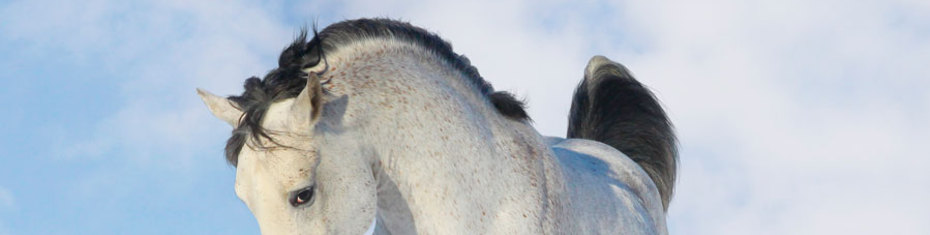 Животные-(121)