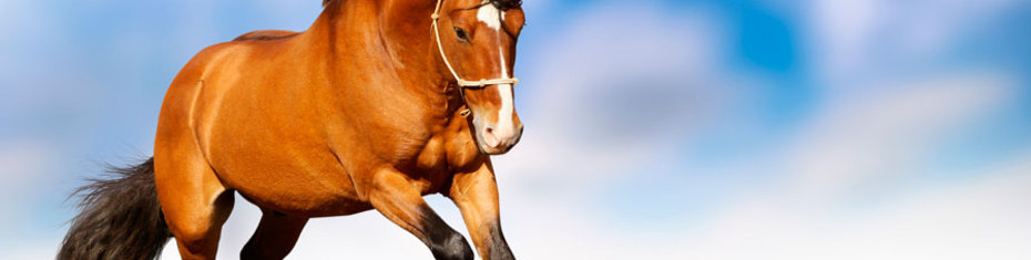 Животные-(122)