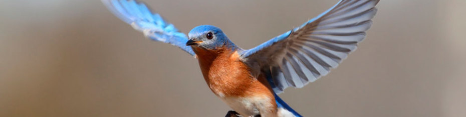 Животные-(123)