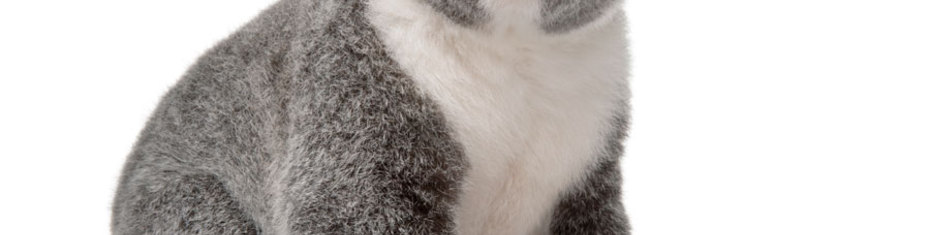 Животные-(124)