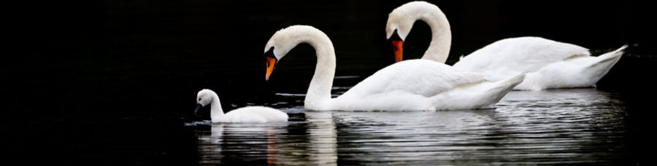 Животные-(125)