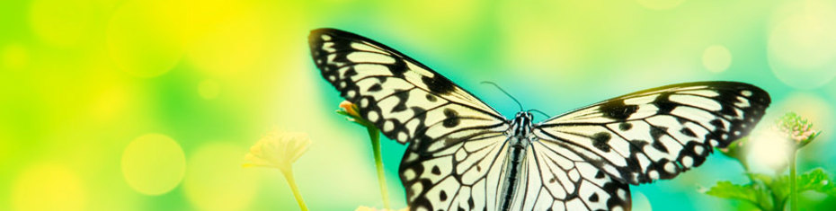 Животные-(126)