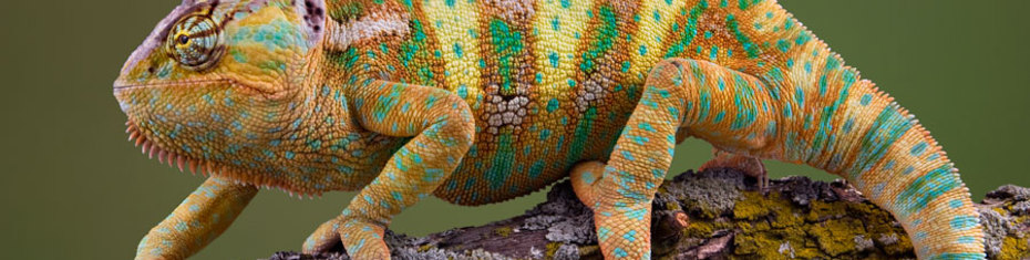 Животные-(127)