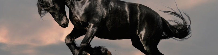 Животные-(128)