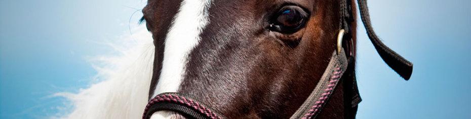 Животные-(129)