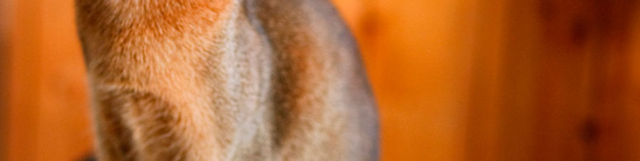 Животные-(130)