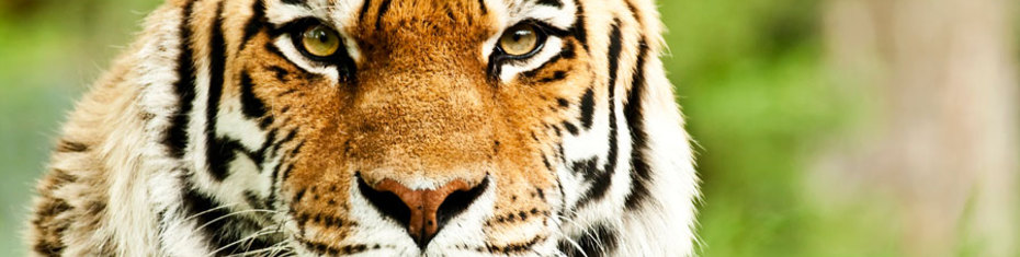 Животные-(131)